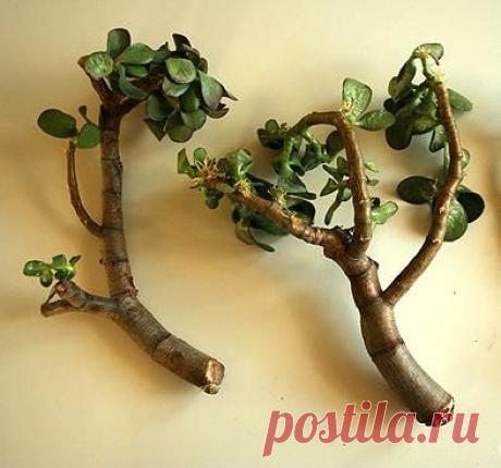 Как пересаживать денежное дерево. Когда нужно пересаживать денежное дерево :: SYL.ru
