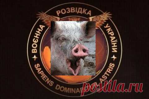 Неувязочка: Стало известно, откуда Украина срисовала сову с мечом для эмблемы разведки