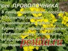 ПРОВОЛОЧНИК