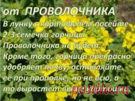 ПРОВОЛОЧНИК