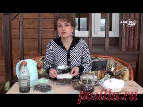 Как посеять сельдерей