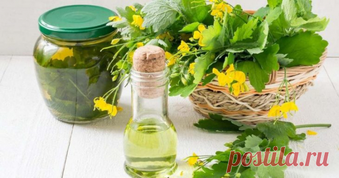 Успей заготовить сок чистотела в мае: от каких болезней, как заготовить и как лечиться