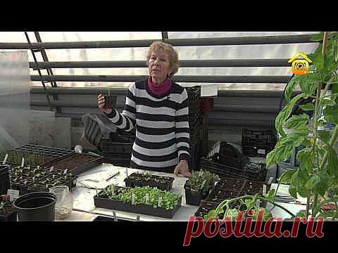 Выращиваем рассаду: пикировка и уход