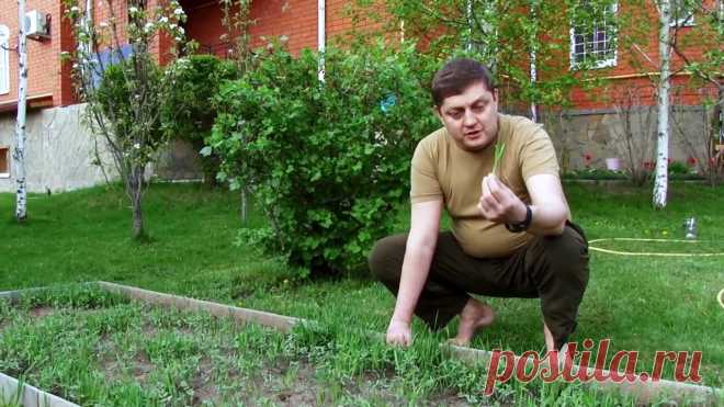 Сидераты сделают вашу почву экологически чистой и избавят от вредителей. ВИДЕО