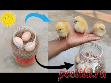 How to hatch eggs at home without incubator // Incubator plastic box help sunlight 100% result