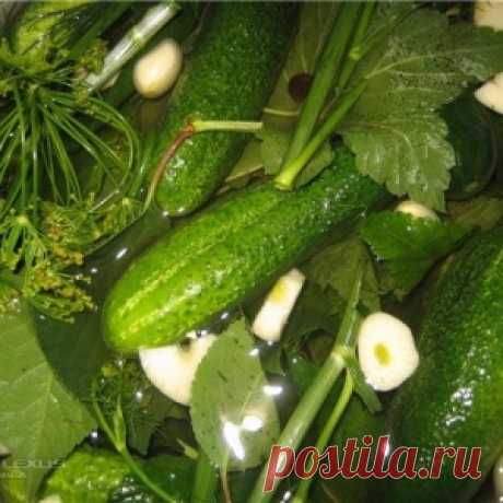 После такой подкормки растения растут как на дрожжах - МирТесен