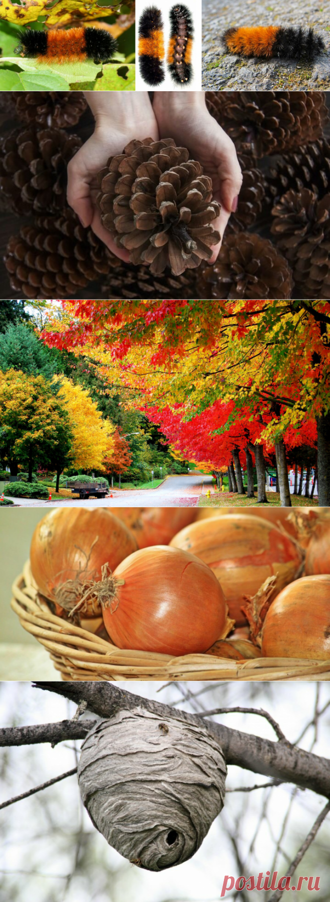 Деревья и животные подскажут, какая будет зима | Идеи для дома и окружения | Яндекс Дзен