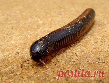 11 абсолютно безвредных животных, которых люди боятся до смерти