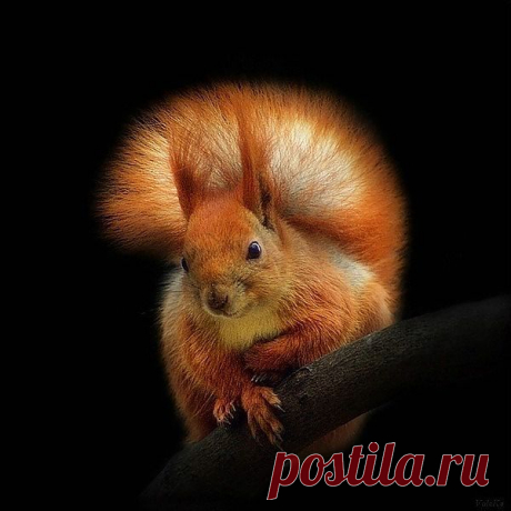 Белочка пришла