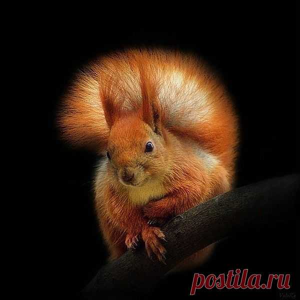 Белочка пришла