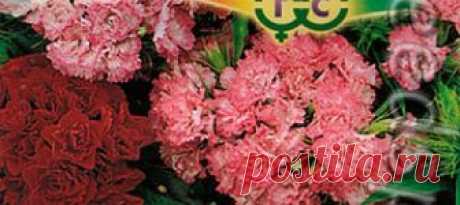 Гвоздика турецкая махровая Байер, 0,2 г Dianthus barbatus

Крупные соцветия. Волнующий бархат лепестков.

Травянистое растение с многочисленными узловатыми стеблями. Стебли прямые, прочные, ...