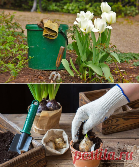 Как сажать тюльпаны весной