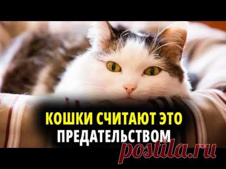 НЕ ДЕЛАЙ ТАК С КОШКОЙ. КОШКИ СЧИТАЮТ ЭТО ПРЕДАТЕЛЬСТВОМ