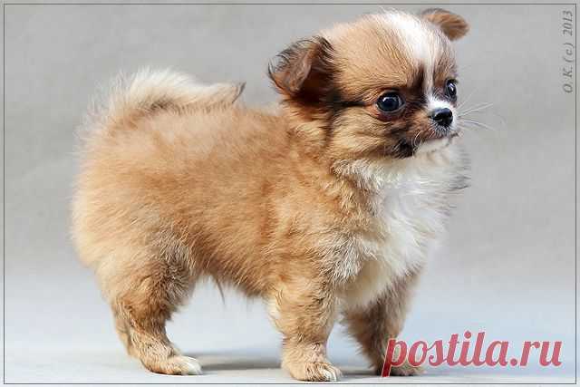 Мальчик чихуахуа д/ш