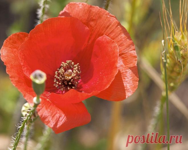 Картинки, Красный мак. Цветы обои и картинки на красивый рабочий стол обои, рисунки, фото, заставки, на рабочий стол