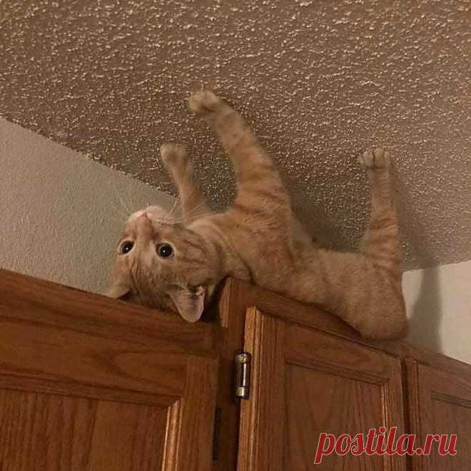 Мир забавных животных на ваших фотографиях