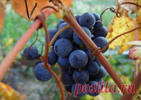 Применение пищевой соды: рецепты от мучнистой росы, тли и фитофтороза