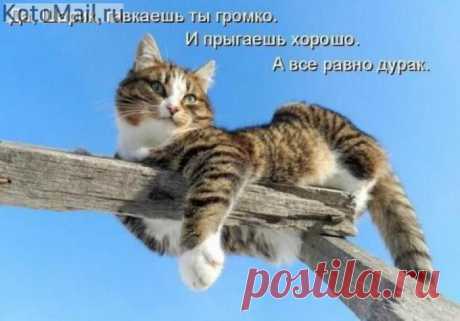 Что нам перепадет? | KotoMail.ru