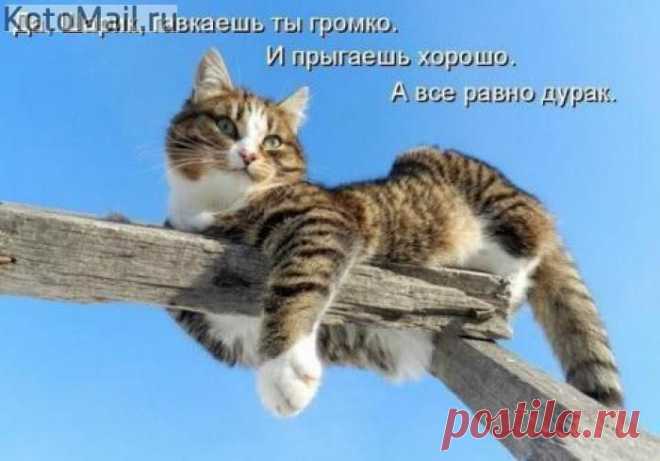 Что нам перепадет? | KotoMail.ru