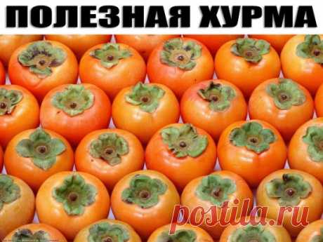 Какими полезными свойствами обладает хурма?
Хурма известна в народной медицине как мочегонное, слабительное, имунномодулирующее и защищающее печень натуральное средство, но ее можно и нужно использовать в профилактике и лечении многих других заболеваний.
Продукт хранит впечатляющие запасы антиоксидантов, таких как бета-каротин, сибатол, аскорбиновая и бетулиновая кислоты. Они препятствуют преждевременному старению, развитию рака и других опасных заболеваний, укрепляют иммунитет.
В хурме содержит