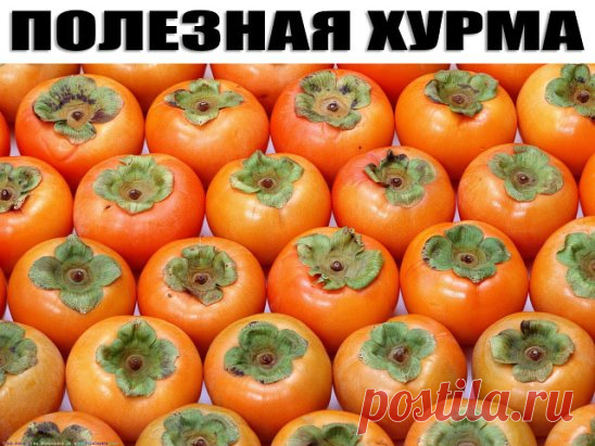 Какими полезными свойствами обладает хурма?
Хурма известна в народной медицине как мочегонное, слабительное, имунномодулирующее и защищающее печень натуральное средство, но ее можно и нужно использовать в профилактике и лечении многих других заболеваний.
Продукт хранит впечатляющие запасы антиоксидантов, таких как бета-каротин, сибатол, аскорбиновая и бетулиновая кислоты. Они препятствуют преждевременному старению, развитию рака и других опасных заболеваний, укрепляют иммунитет.
В хурме содержит