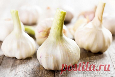Вред и польза чеснока