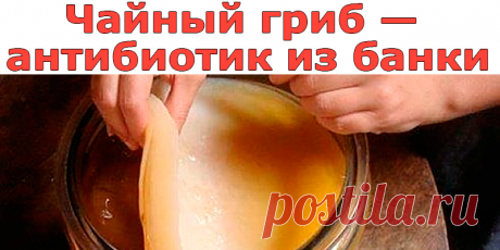 Чайный гриб — антибиотик из банки | Полезные советы
