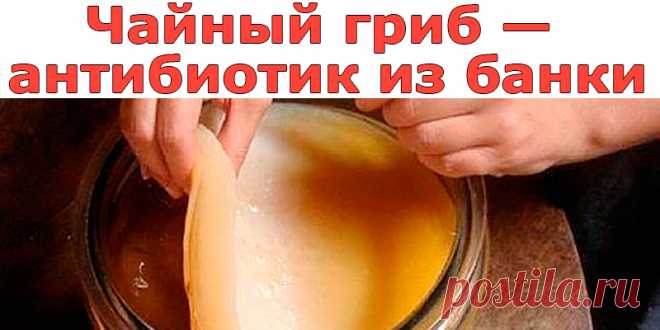 Чайный гриб — антибиотик из банки | Полезные советы