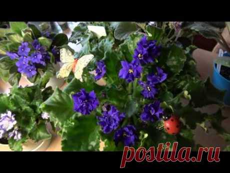 alla - Fi и её Fiалочки. (Комнатные растения, цветы) - YouTube
#цветы #фиалки #комнатныецветы #комнатныерастения #растения #цветоводство
Моя коллекция красивых фиалок, которую просто не могу не показать Вам!
Коллекция пока небольшая, всего 36 фиалочек, но некоторые уже зацвели, и так красиво, что просто хочется любоваться ими! А пока я покажу Вам самых красивых ее представительниц!