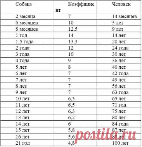 Соответствие возраста собаки возрасту человека