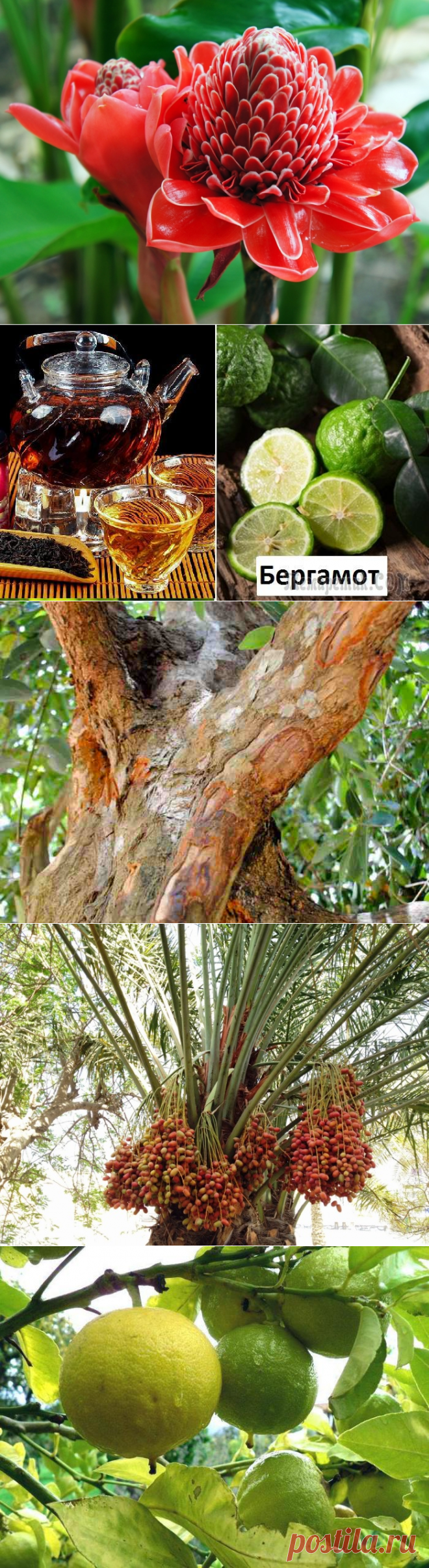 14 продуктов, которые у всех на слуху, но их реальный вид остается загадкой