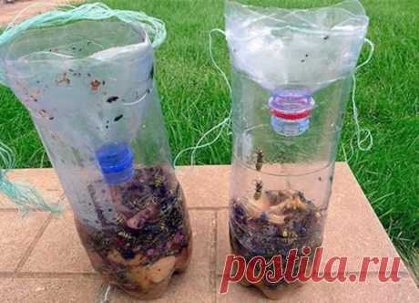 Банку и налить 5 см забродившего сока.Положить кусочки фруктов.Сверху в банку вставляем воронку.Насекомые залетят в банку, а вылететь не смогут.Туда слетаются все: от мух до ос и комаров