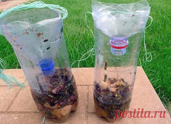 Банку и налить 5 см забродившего сока.Положить кусочки фруктов.Сверху в банку вставляем воронку.Насекомые залетят в банку, а вылететь не смогут.Туда слетаются все: от мух до ос и комаров