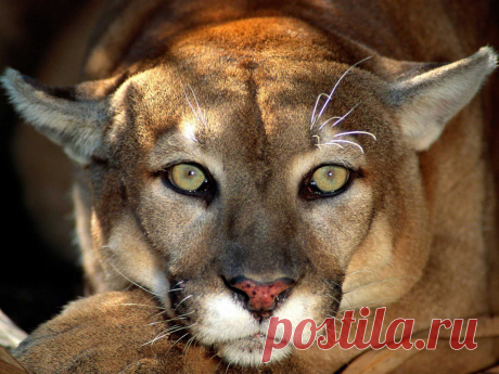 Крупное хищное млекопитающее, называемое также горным львом, обитающее преимущественно в горных районах США и Канады. В Америке пума является вторым по величине представителем семейства кошачьих, крупнее которого может быть только ягуар. Размеры тела пумы, покрытого серовато–коричневым грубым мехом, могут достигать 180–ти см., а вес взрослого животного доходит до 105–ти килограмм.