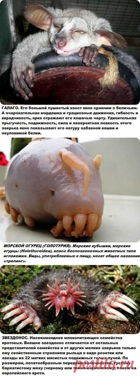 Самые странные и редкие животные на планете