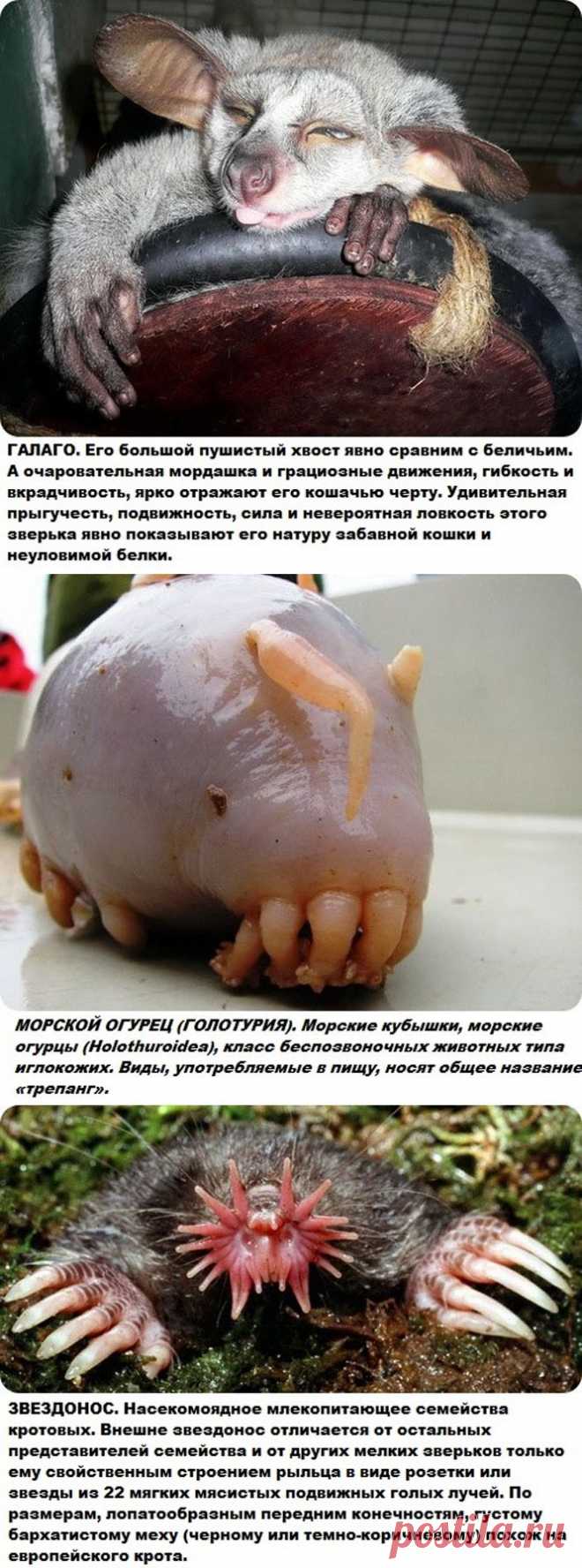 Самые странные и редкие животные на планете