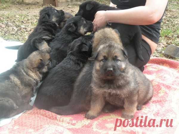 Консультирует ветврач и зоопсихолог Гордеева Елена – Блог. Run, пользователь Марина Николаева | Группы Мой Мир