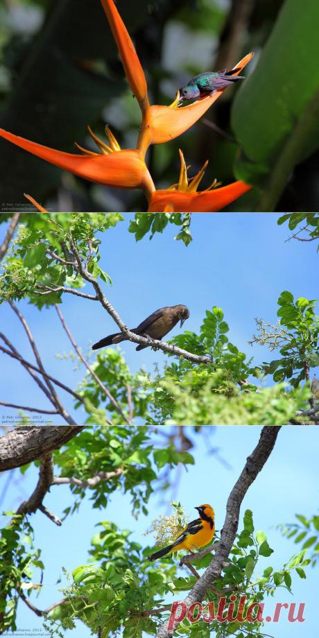 &gt;&gt; Животный мир Коста-Рики. Часть 2 | ФОТО НОВОСТИ