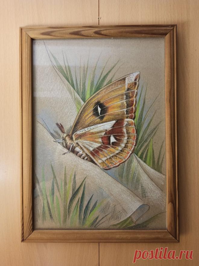 Как нарисовать мотылька. Пошаговый урок рисования для начинающих, и не только, художников. | Рисуем вместе | Яндекс Дзен