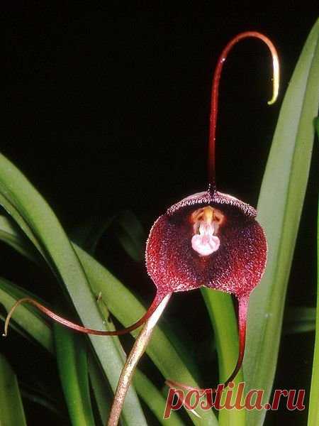 «Орхидея нетопырь.» — карточка пользователя Елена К. в Яндекс.Коллекциях
