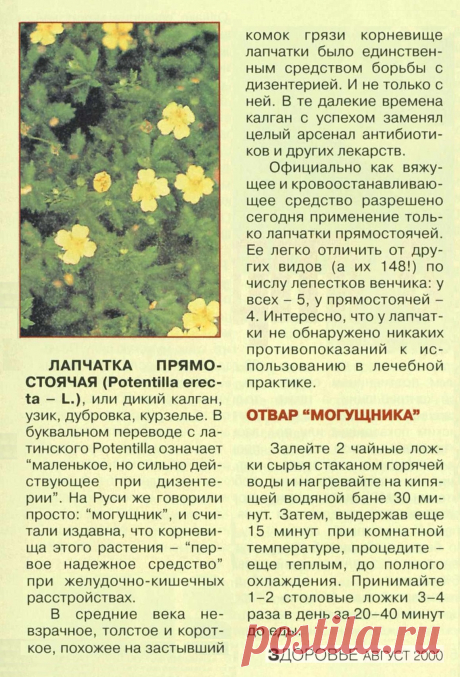 Лапчатка прямостоячая