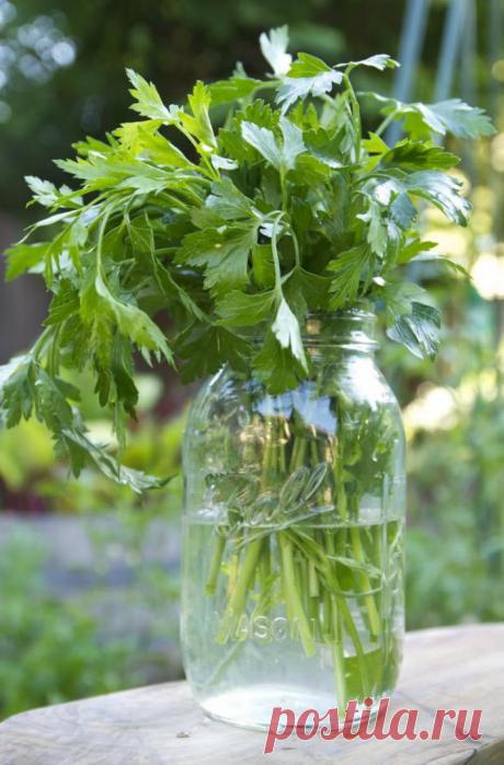 Самый простой способ сохранить петрушку на зиму