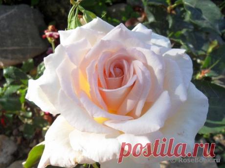 Jardins de Bagatelle (Drottning Silvia, Gardin de Bagatelle, Ibu Tien Suharto, Karl Heinz Hanisch, MEImafris, MEImagris, Queen Silvia, Sarah ) :: Энциклопедия роз