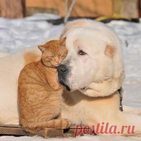 Клуб любителей кошек!
ი ИРИКО ი