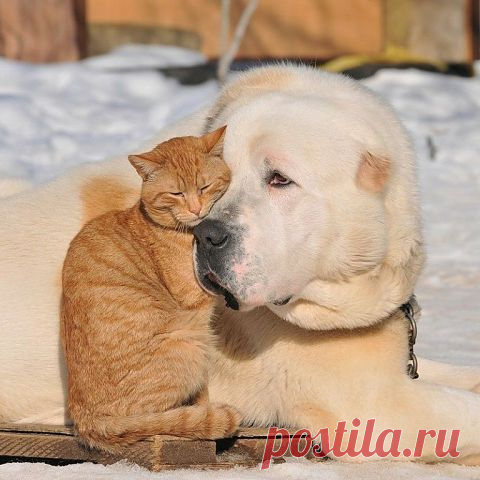 Клуб любителей кошек!
ი ИРИКО ი