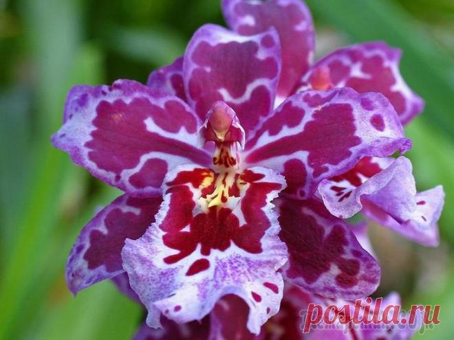 Камбрия – орхидея для начинающих