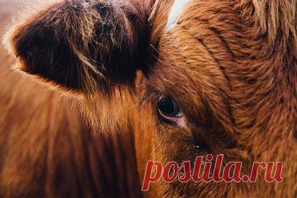 Фермеры выследили повадившегося ходить в коровник зоофила. В Великобритании вынесен приговор зоофилу, который повадился ходить в коровник и насиловать телят. Злоумышленника выследили фермеры. Они заподозрили неладное, когда заметили, что по утрам телята беспокоятся больше обычного. Кроме того, недалеко от коровника стали находить брошенные кем-то вещи.