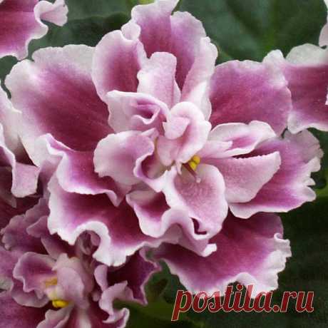Каталог фиалок (сенполий) отечественной селекции.
