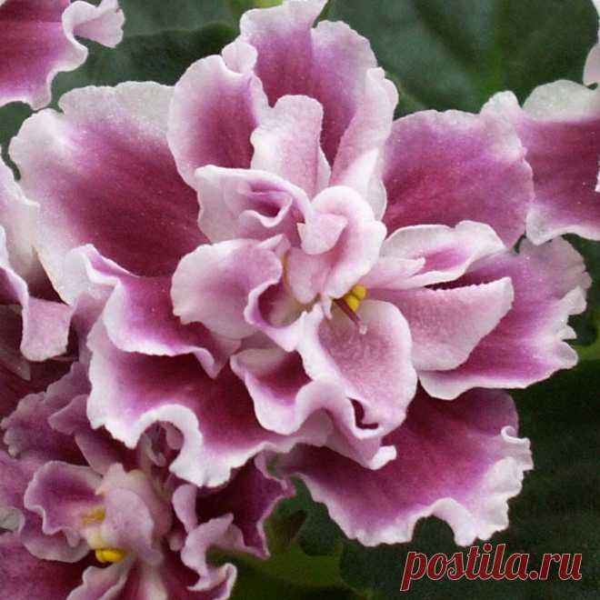 Каталог фиалок (сенполий) отечественной селекции.