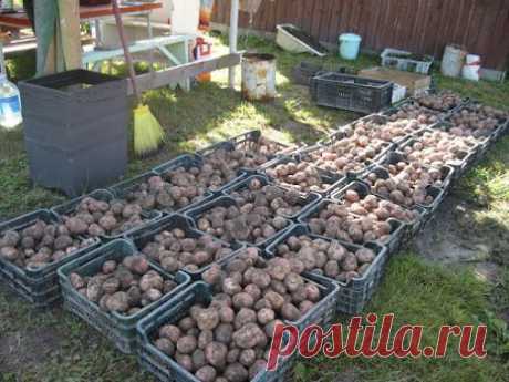 Чем удобрять картофель. Внесение полуперепревшего навоза или компоста (40-50…